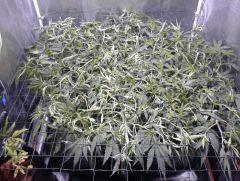 SuperSilverHaze F+4