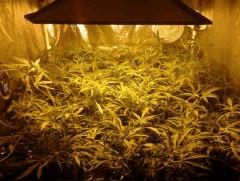 SuperSilverHaze F+21