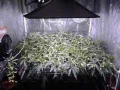 SuperSilverHaze F+4