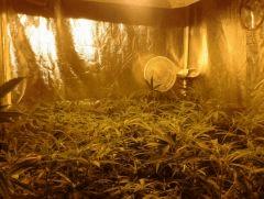 SuperSilverHaze F+21