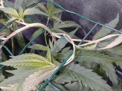 SuperSilverHaze F+4