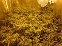 SuperSilverHaze F+21