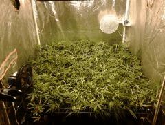 SuperSilverHaze F+14