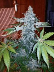 moby flo+58
