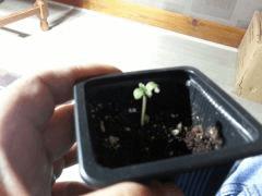 white rhino