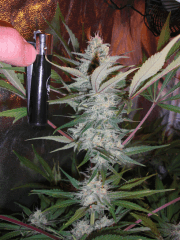 AK - 48