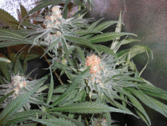 Orange Bud