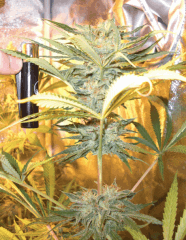 Orange Bud