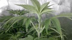 Flo +2 : Les premiers pistils