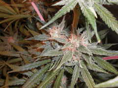 Orange Bud