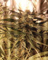 Orange Bud