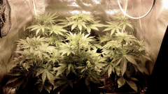 Flo +4 (3)