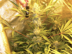 AK - 48