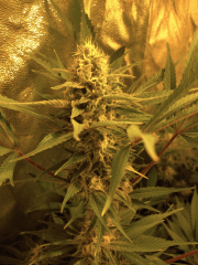 AK- 48