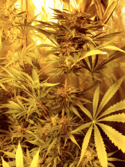 Orange Bud x2