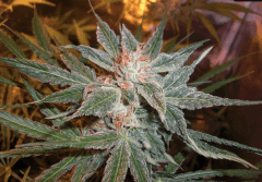 Orange Bud