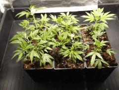 Skunk#1