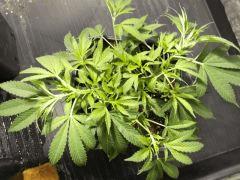 La plus grosse dans son pot 11 Litres.