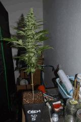 chemdog sd 5