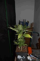 Blue Satellite #2.2 - 3