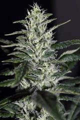 chemdog sd 2