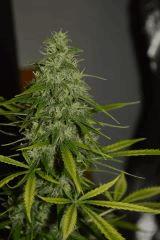marley's collie x white russian F+45