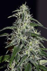 sugarberry 2