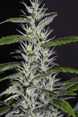 chemdog sd 1