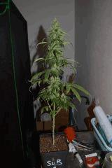 sugarberry 2