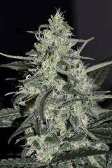 blubonic 3