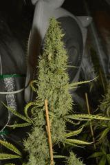 blubonic phéno fraise F+50