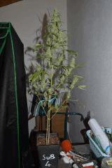 sugarberry 4