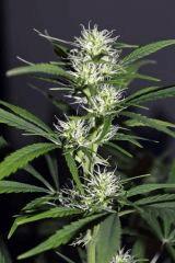 marley's collie x white russian
