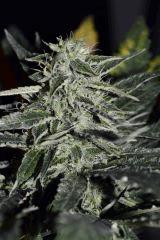 Blue Satellite #2.2 - 3