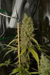 sugarberry F+65