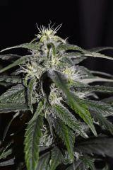 Blue Satellite #2.2 - 4