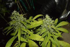 blue satellite F+65
