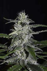 blubonic 1