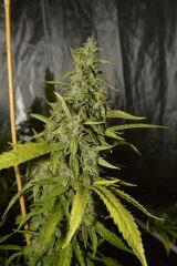 chemdog x sour diesel F+65