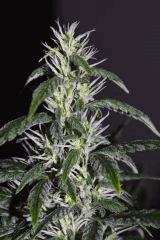 chemdog sd 5