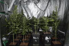 plantes de flo+20 à +50