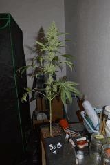 sugarberry 1