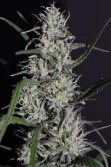 sugarberry 4