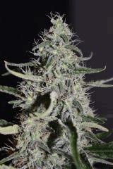 sugarberry 1