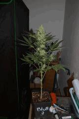 blubonic 3