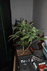 Blue Satellite#2.2 - 4