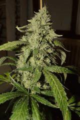 chemdog x sour diesel F+65