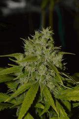 blue satellite F+65