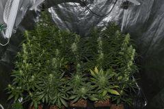 plantes de flo+20 à +50