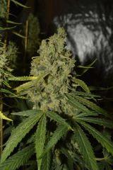 blubonic F+65